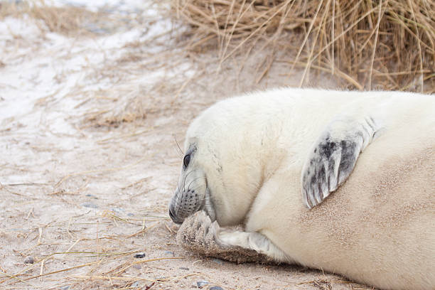 istock Gray Seal Pup on Helgoland Dune 455611209