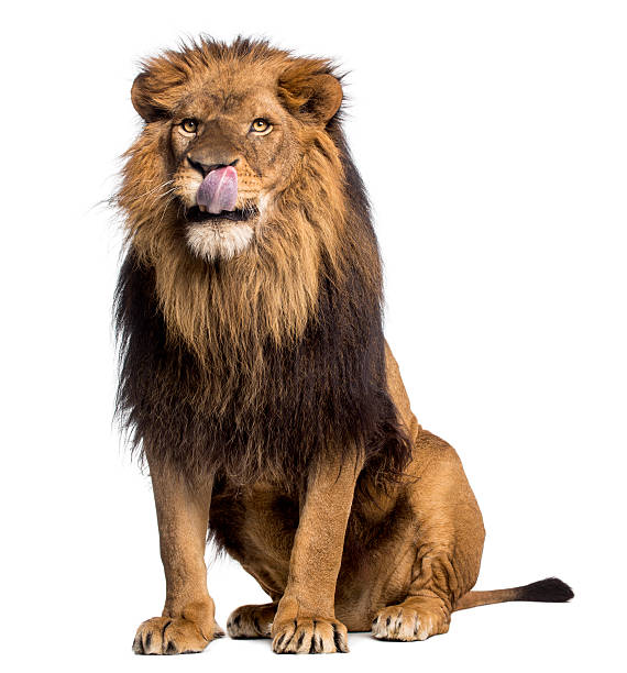 istock Lion sitting, licking, Panthera Leo, 10 years old, isolated 455619691