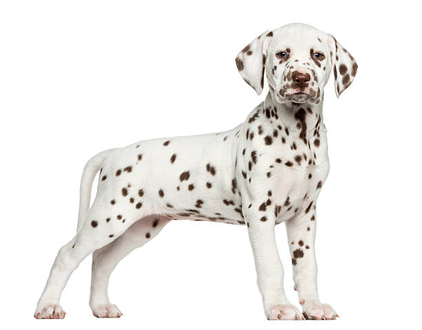 istock Dalmatian puppy standing, looking at the camera 455620297