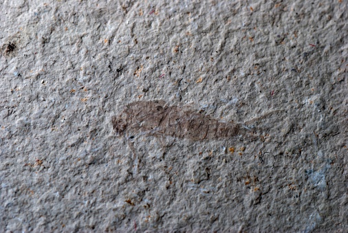 insect mayfly fossil stone texture macro