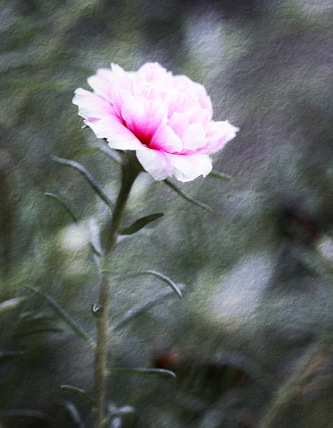 portulaca flower in the garden stock photo