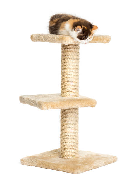 istock Higland straight kitten ona cat tree, looking down 455621113