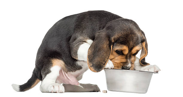 istock Hungry Beagle puppy eating from a bowl, isolated 455621125