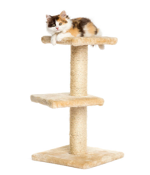 istock Higland straight kitten on a cat tree, isolated 455621159