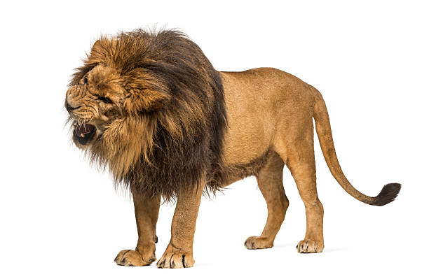 istock Lion standing, roaring, Panthera Leo, 10 years old, isolated 455621337