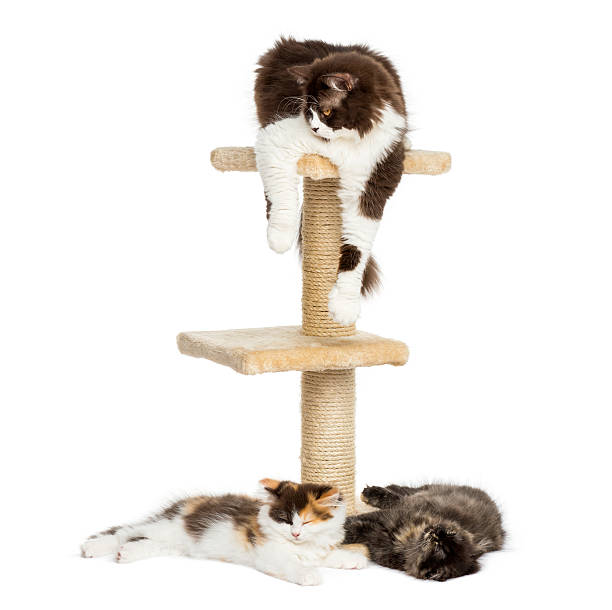 istock Cats lying around and on a cat tree, isolated 455621813