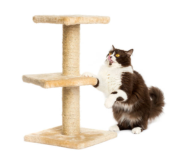 istock British longhair preparing to jump on a cat tree, isolated 455621823