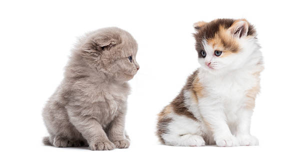 istock Highland straight and fold kittens sitting, looking at each other 455621919