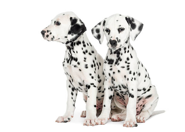 istock Two Dalmatian puppies, sitting next to each other, isolated 455621995