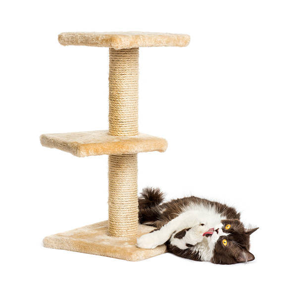istock British longhair lying down at the foot of cat tree 455622687