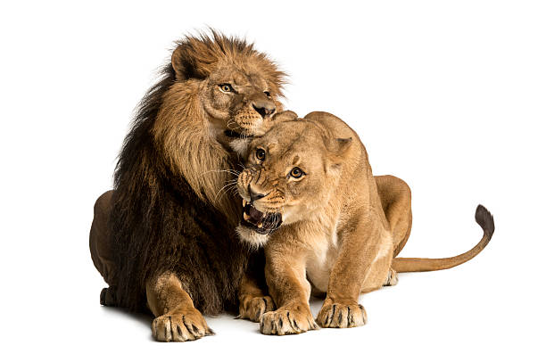istock Lion and lioness cuddling, lying, Panthera leo, isolated 455622791