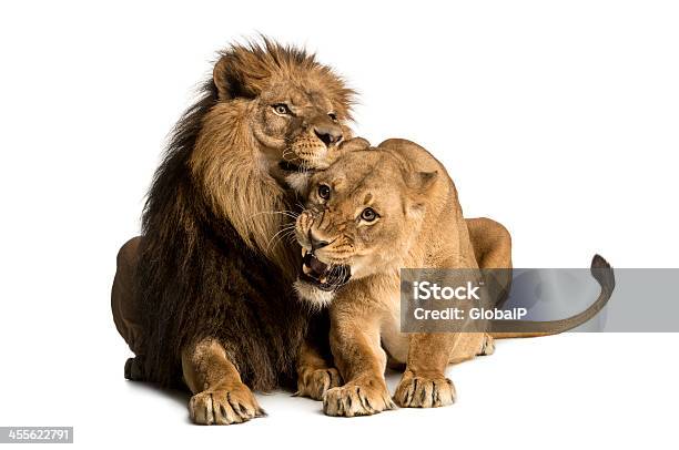 Lion And Lioness Cuddling Lying Panthera Leo Isolated Stock Photo - Download Image Now