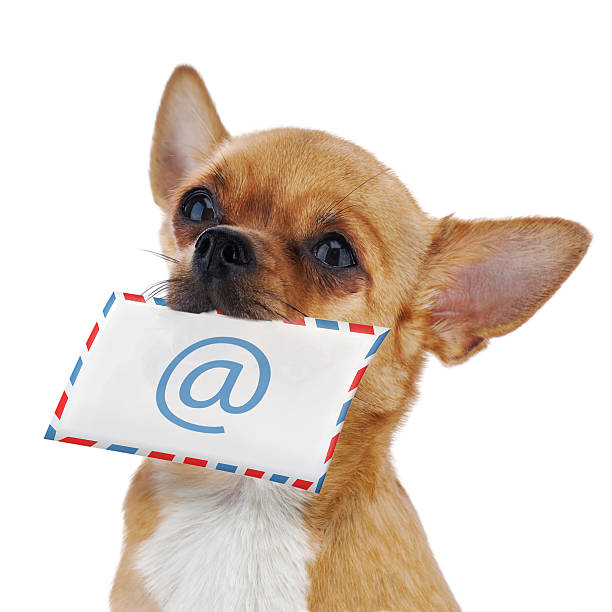 istock Red chihuahua dog with post envelope and icon e-male isolated 455622911
