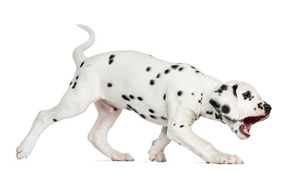 istock Side view of a Dalmatian puppy walking and barking, isolated 455622983