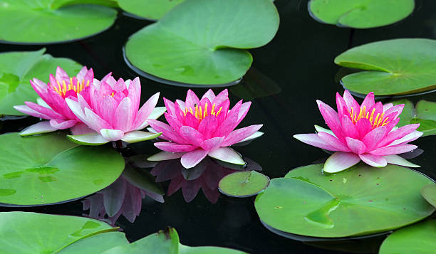 istock Beautiful lotus flower 455622989