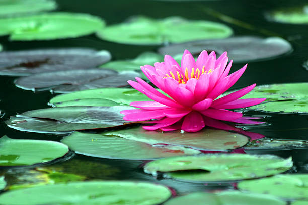 istock Beautiful lotus flower 455623169