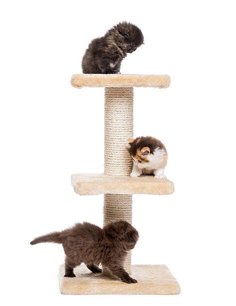 istock Highland fold or straight kittens playing on a cat tree 455623295