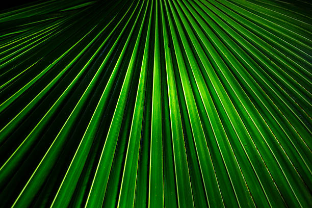 palm leaf background texture fullframe.