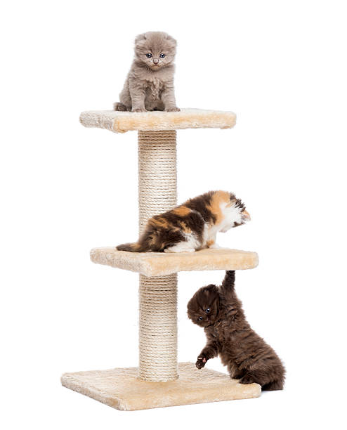 istock Highland fold or straight kittens playing on a cat tree 455623797