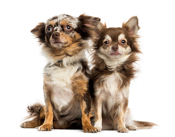 istock Two Chihuahuas sitting next to each other, isolated on white 455623917