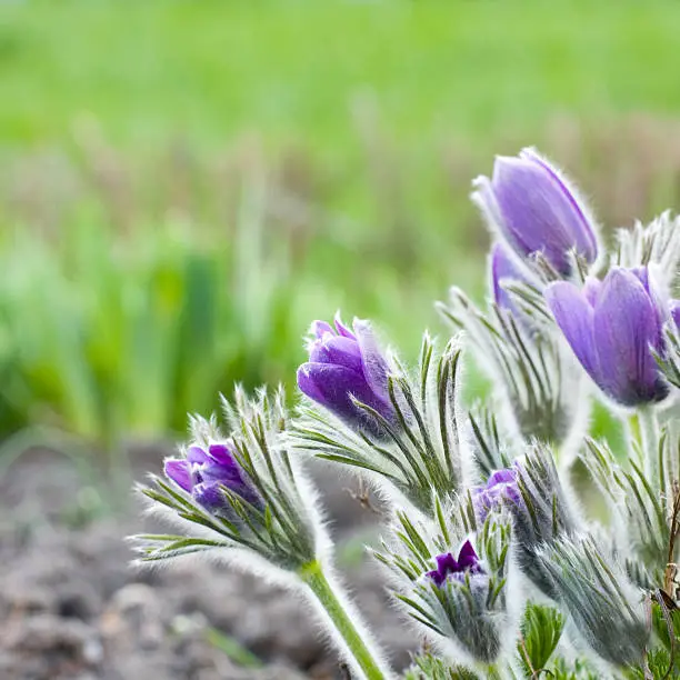 Pasque flower in a sunny day in early spring