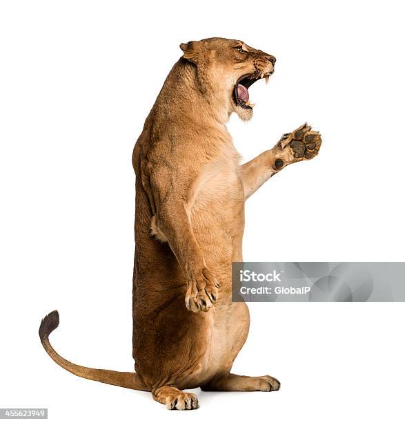 雌ライオンローリングラウンジに前足パンテーラレーオ絶縁型 - ライオンのストックフォトや画像を多数ご用意 - ライオン, 咆哮する, 座る