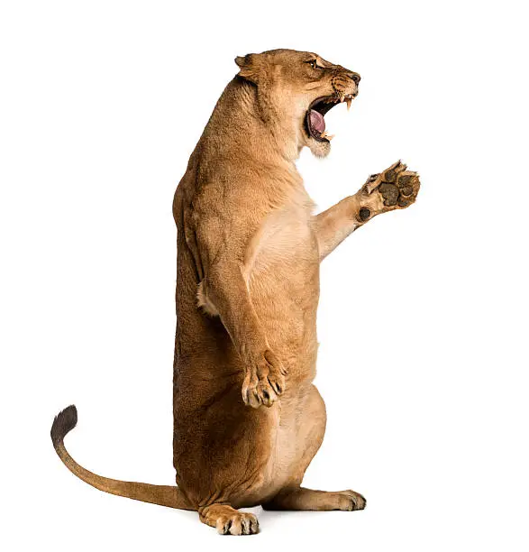 Side view of a Lioness roaring, sitting on hind legs Panthera leo, 10 years old, isolated on white