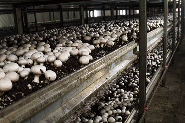 Mushrooms in greenhouse stock photo