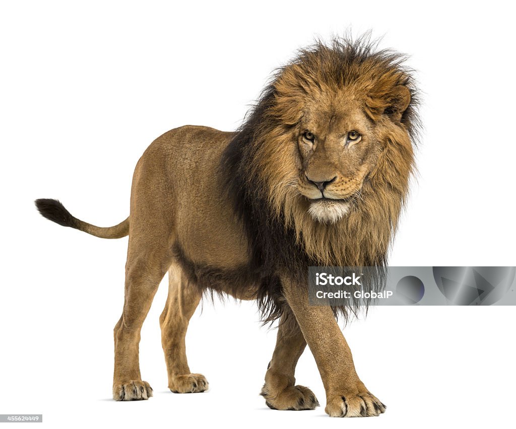 Pie de león, Panthera Leo, 10 años de edad, aislado - Foto de stock de León libre de derechos