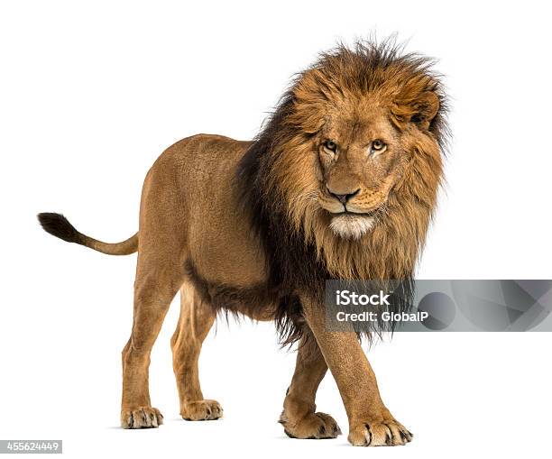 Lion Walking Panthera Leo 10 Years Old Isolated Stock Photo - Download Image Now - Lion - Feline, Cut Out, White Background