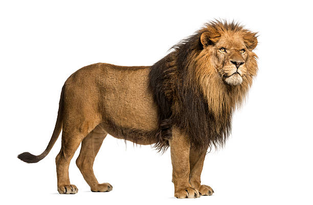 istock Isolated full grown male Panthera Leo lion 455624451