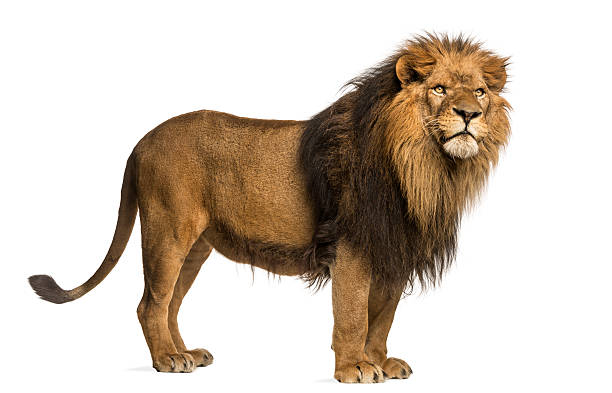 istock 10-year-old lion standing on white background 455624483