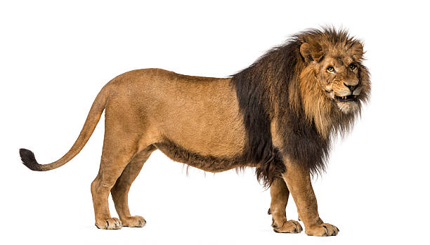 istock Lion standing, roaring, Panthera Leo, 10 years old, isolated 455624507