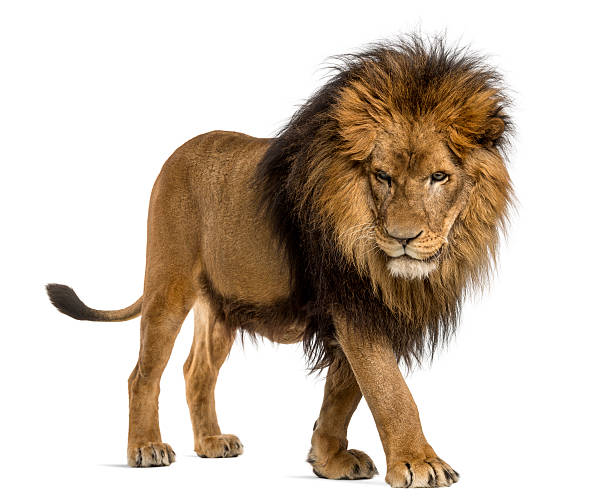 istock Lion walking, looking down, Panthera Leo, 10 years 455624513