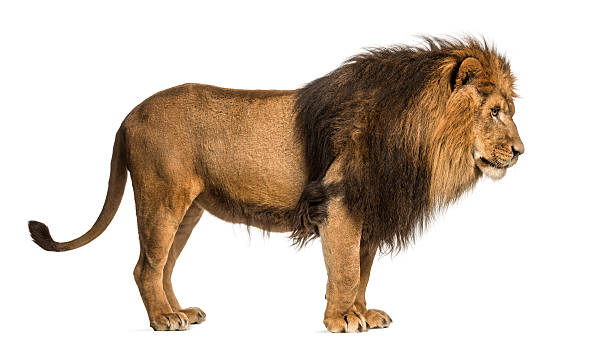 istock Lion standing, Panthera Leo, 10 years old, isolated 455624539