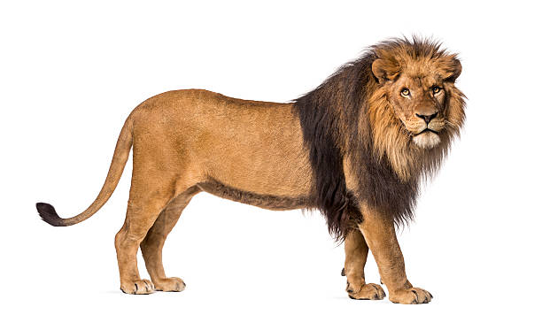 istock Lion standing, looking at the camera, Panthera Leo, isolated 455624711