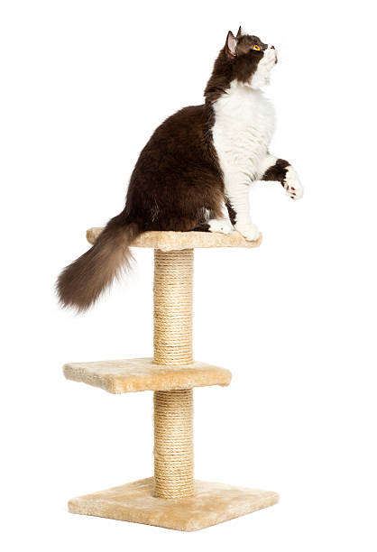 istock British longhair perched on top of a cat tree, isolated 455624777