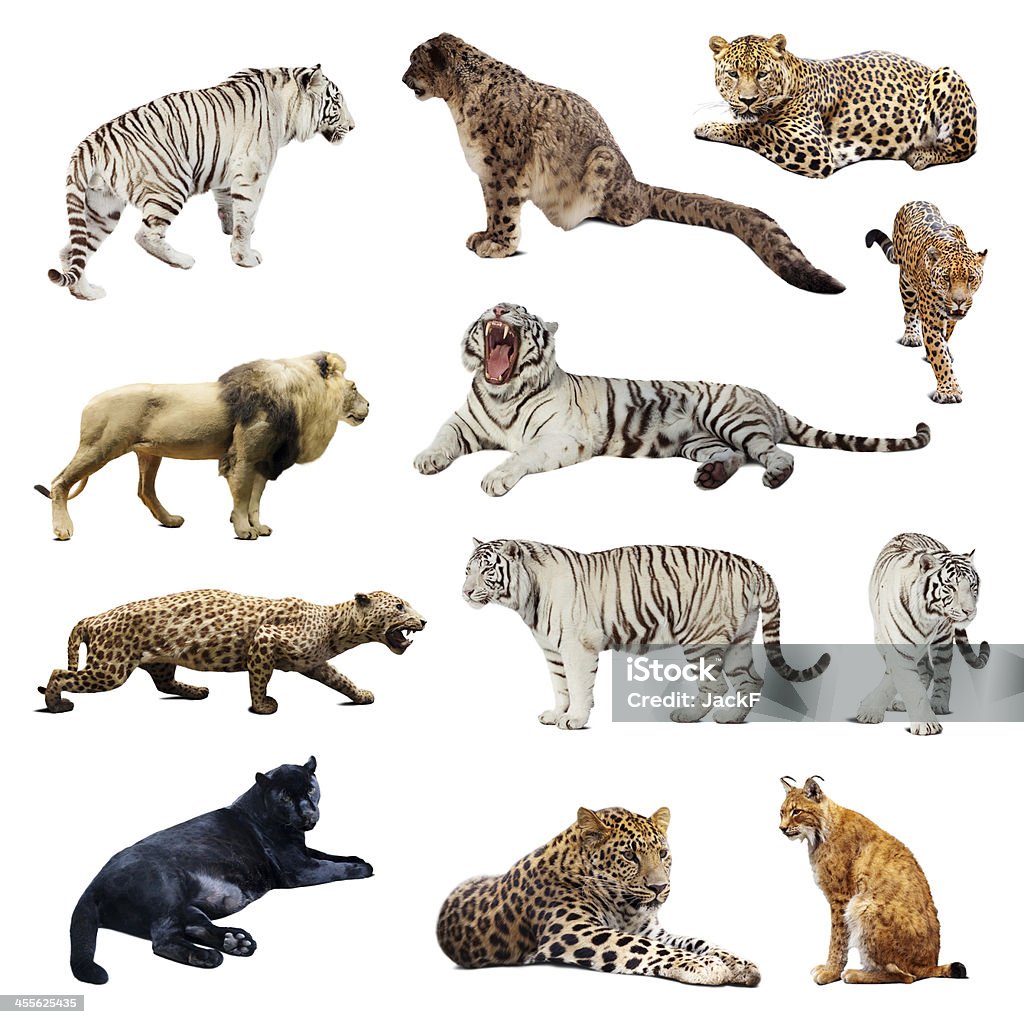 Set di wildcats - Foto stock royalty-free di Pantera nera
