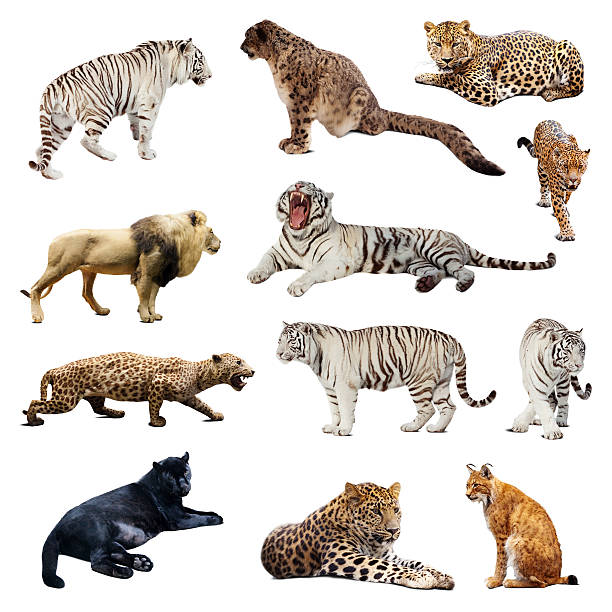 istock Set of  wildcats 455625435