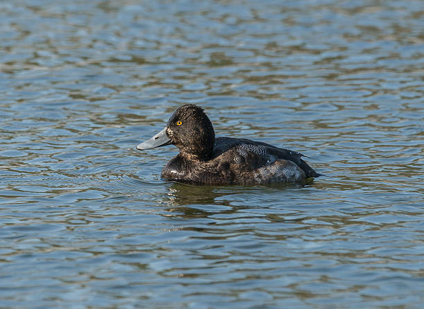 Greate Scaup Swimming Greate Scaup is Swimming in the River greater scaup stock pictures, royalty-free photos & images