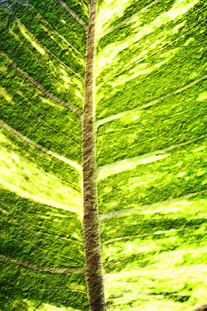 close up of green leaf stock photo