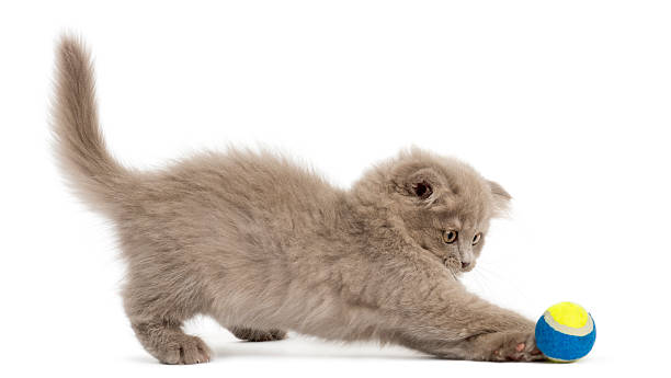 istock Side view of an Highland fold kitten playing with ball 455626891