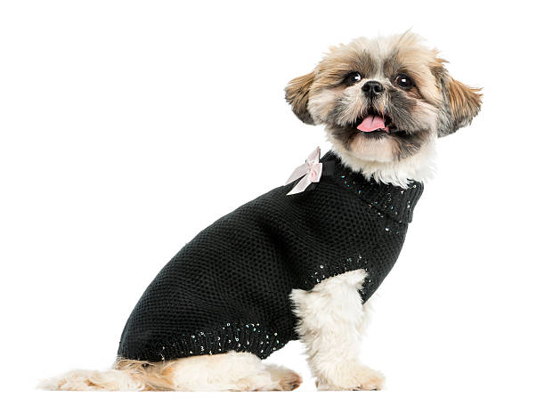 istock Side view of a dressed-up Shih tzu panting, isolated 455626969