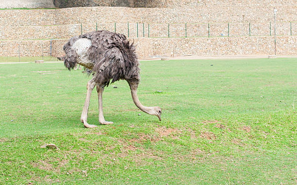 Ostrich grazing stock photo