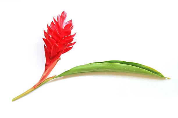 istock Flowers of the Forest. 455627503