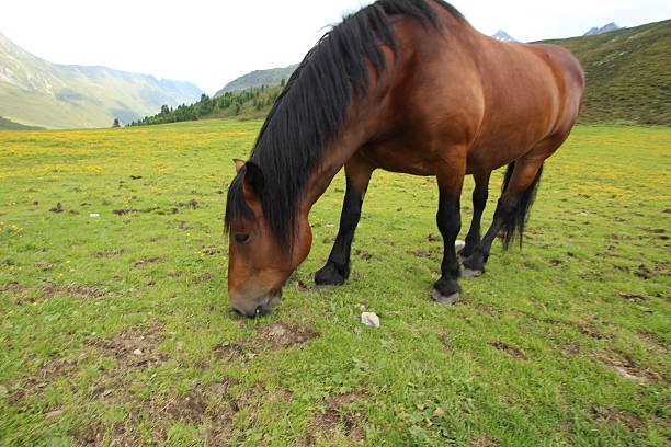 Healthy horse on a green Alpine meadow of the Austrian Alps. Location: Kühtai, Tyrol, Austria
