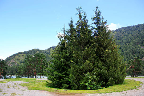 istock Beautiful conifers on the mountain river Katun. 455628233