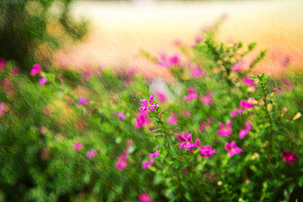 close up colorful False heather plant. stock photo