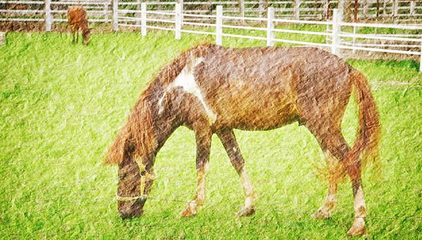 horse in green field farm stock photo