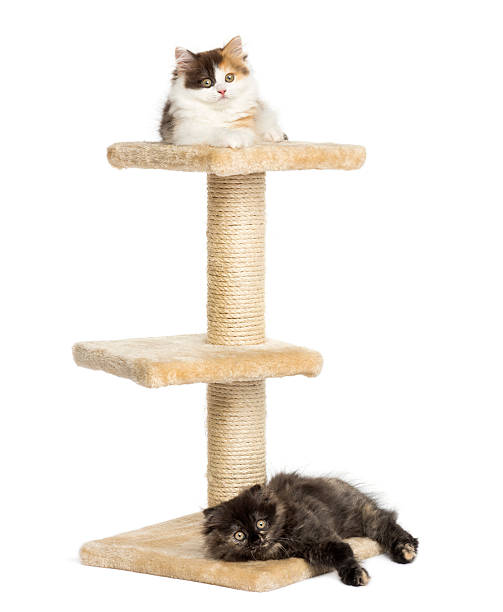 istock Higland straight and fold kittens lying on cat tree, isolated 455631347